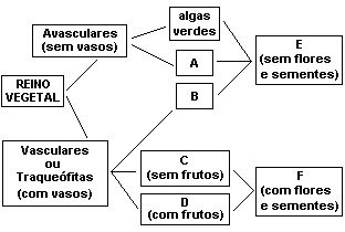 angiospermas