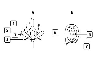 angiospermas