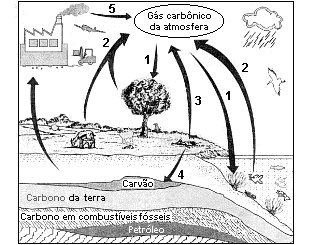  ciclo do carbono na natureza