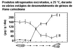 órgãos e tipos de excreção nos anfibios
