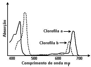 clorofilas