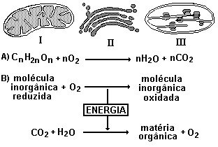mitocondria
