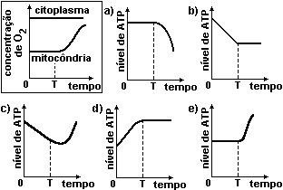 mitocondria