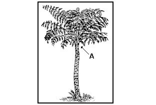 pteridofitas