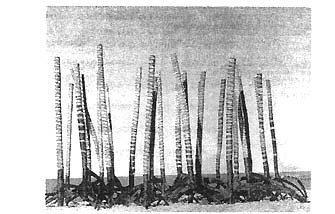 História da Arte